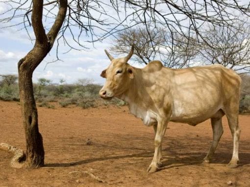 consumerism fuels climate change