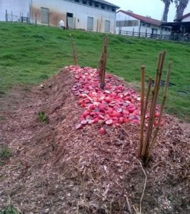 static compost heap image