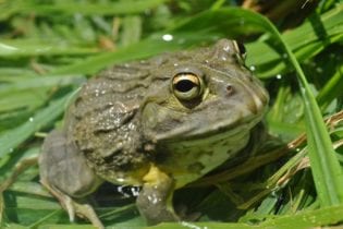 The African Bullfrog image