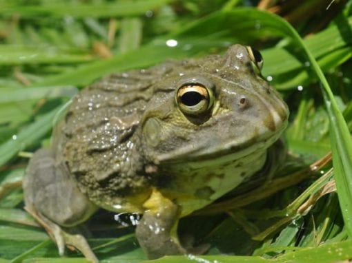The African Bullfrog image