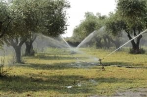 irrigation image