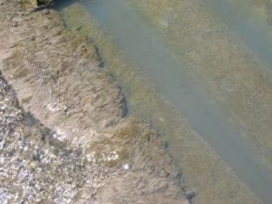 sewage contamination image