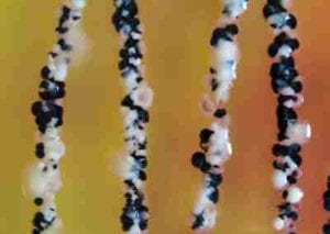 Salmonella contamination image