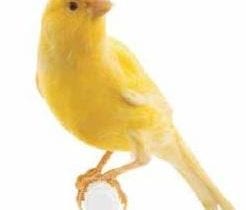 Yellow canary