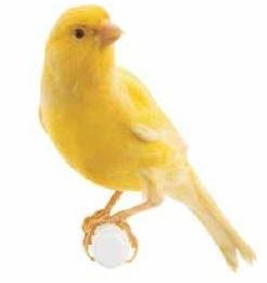 Yellow canary