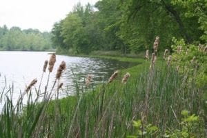 Wetland image