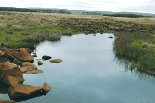 Wetland image