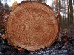 Tree rings image