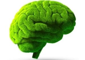 Green brain image