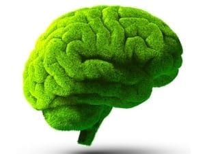 Green brain image