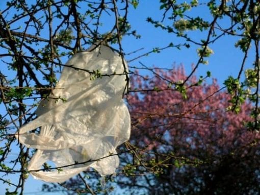 Plastic bag waste