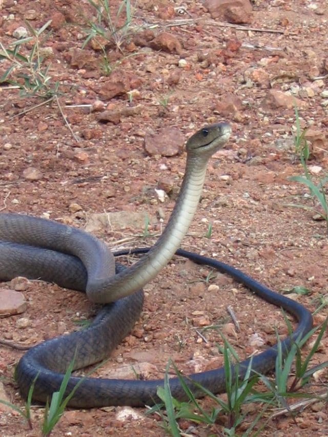 Snake interferes with Zim water supply | Infrastructure news