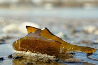 Glass bottles and pieces of paper bags have entered the top ten list of pollutants for the first time in 20 years. Picture: Pixabay