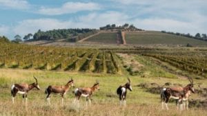 Bontebok: Bontebok thrive on the farm.