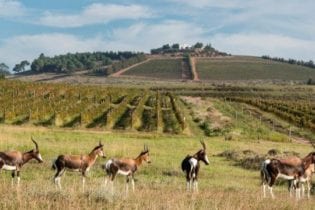 Bontebok: Bontebok thrive on the farm.