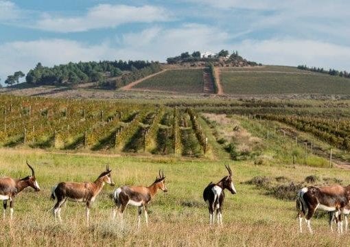 Bontebok: Bontebok thrive on the farm.