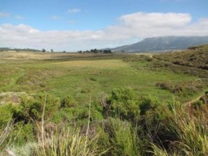 Alien vegetation clearing: View of the start of a wetland showing the palmiet bed.