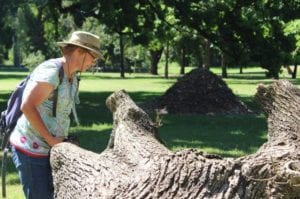 Tree health: Dr Jolanda Roux (Professor at the Forestry and Agricultural Biotechnology Institute, University of Pretoria) inspects a fallen tree at Vergelegen.