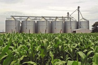 File picture: Maize farming