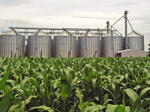 File picture: Maize farming