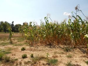 Drought stressed corn Photo Crane Station