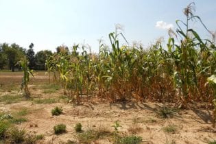 Drought stressed corn Photo Crane Station