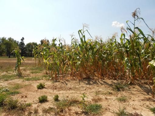 Drought stressed corn Photo Crane Station