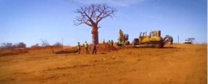 Sanral relocated Baobab trees near Musina during the upgrading of the N1. Eleven Baobabs and 197 Shepherd trees were relocated.