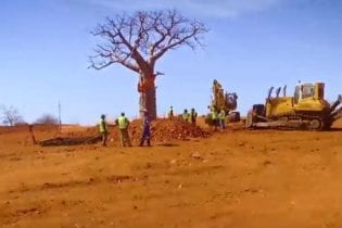 Sanral relocated Baobab trees near Musina during the upgrading of the N1. Eleven Baobabs and 197 Shepherd trees were relocated.