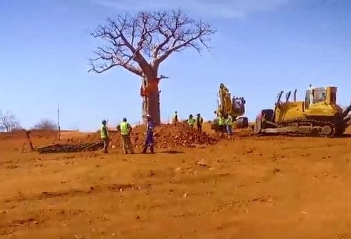 Sanral relocated Baobab trees near Musina during the upgrading of the N1. Eleven Baobabs and 197 Shepherd trees were relocated.