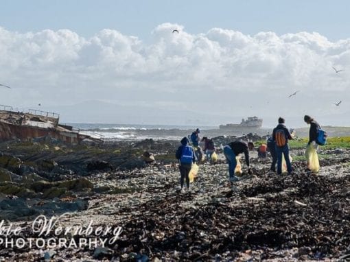 A beach cleanup in progress at Robben Island as part of the 2018 International Coastal Clean-Up Day