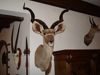 Hunting trophy