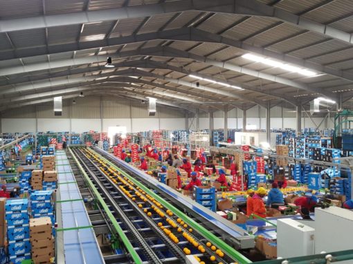 The Gogo Group Mpumalanga