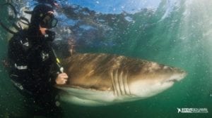 Ragged-tooth shark image