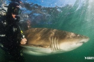 Ragged-tooth shark image