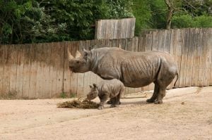 Rhinos image