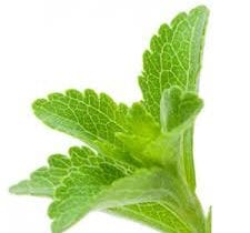 Stevia plant image
