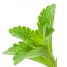 Stevia plant image