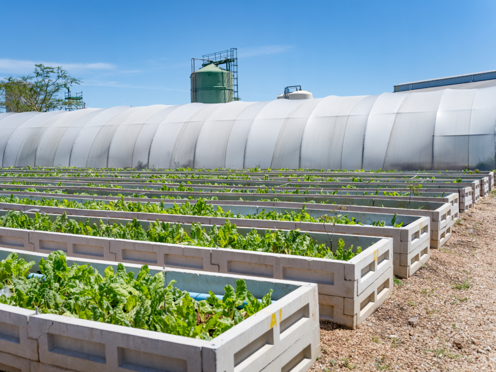 Effluent from the Ibhayi Brewery’s anaerobic digestors is used for crop production (mostly spinach) in a 2000 m2 wetlands system next to the brewery