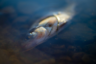 Fish Mortality Incident At Nandoni Dam In Limpopo