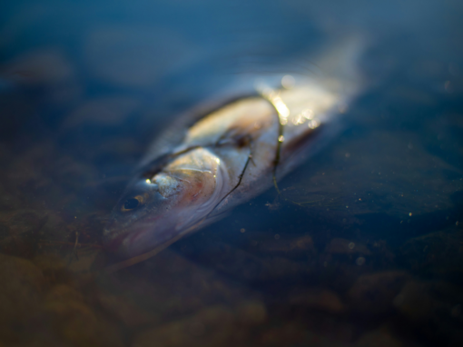 Fish Mortality Incident At Nandoni Dam In Limpopo