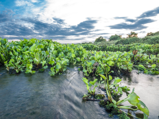 hyacinth and algae Hartbeespoort Dam