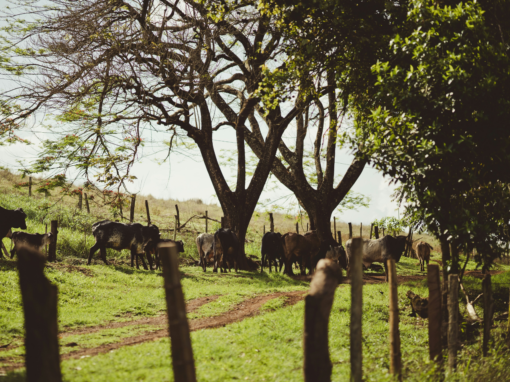 South African agricultural exports