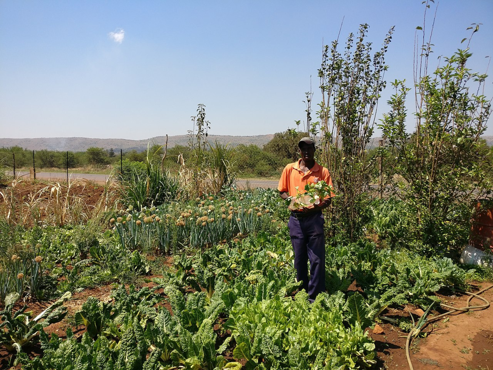 Community vegetable gardens are aneffective way to use spaces that were once dumping grounds