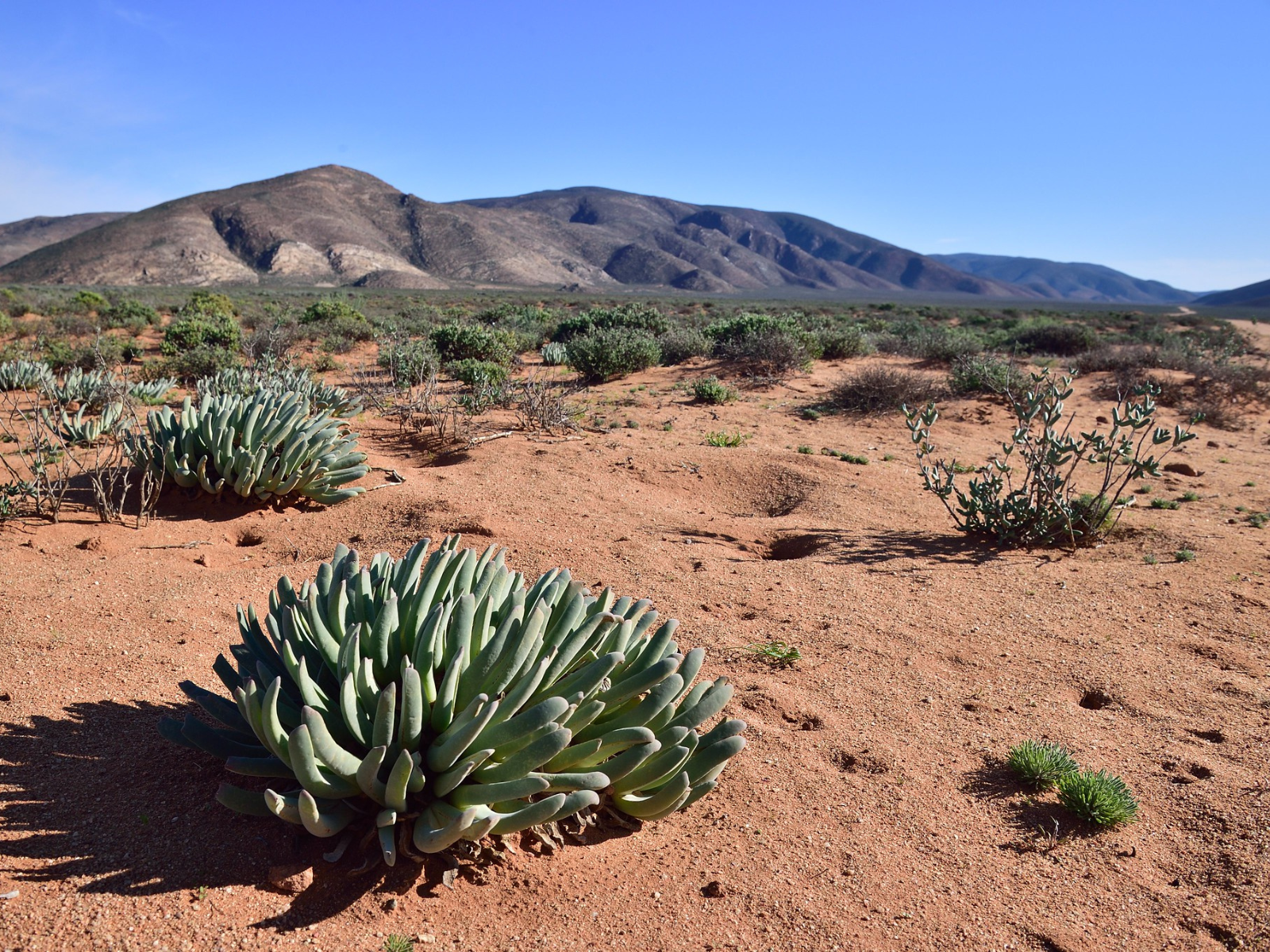 rehabilitation natural fauna for nuclear waste dump sites