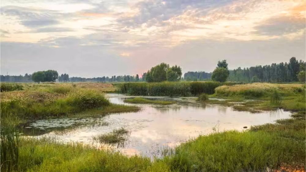 A Harare wetland. HelloRF ZcoolShutterstock