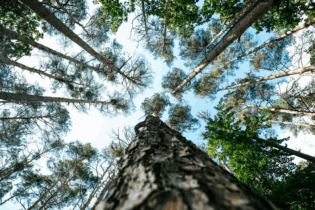 Forestry and print paper making