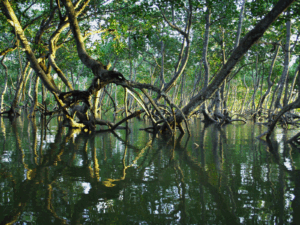Mangroves