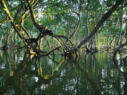 Mangroves