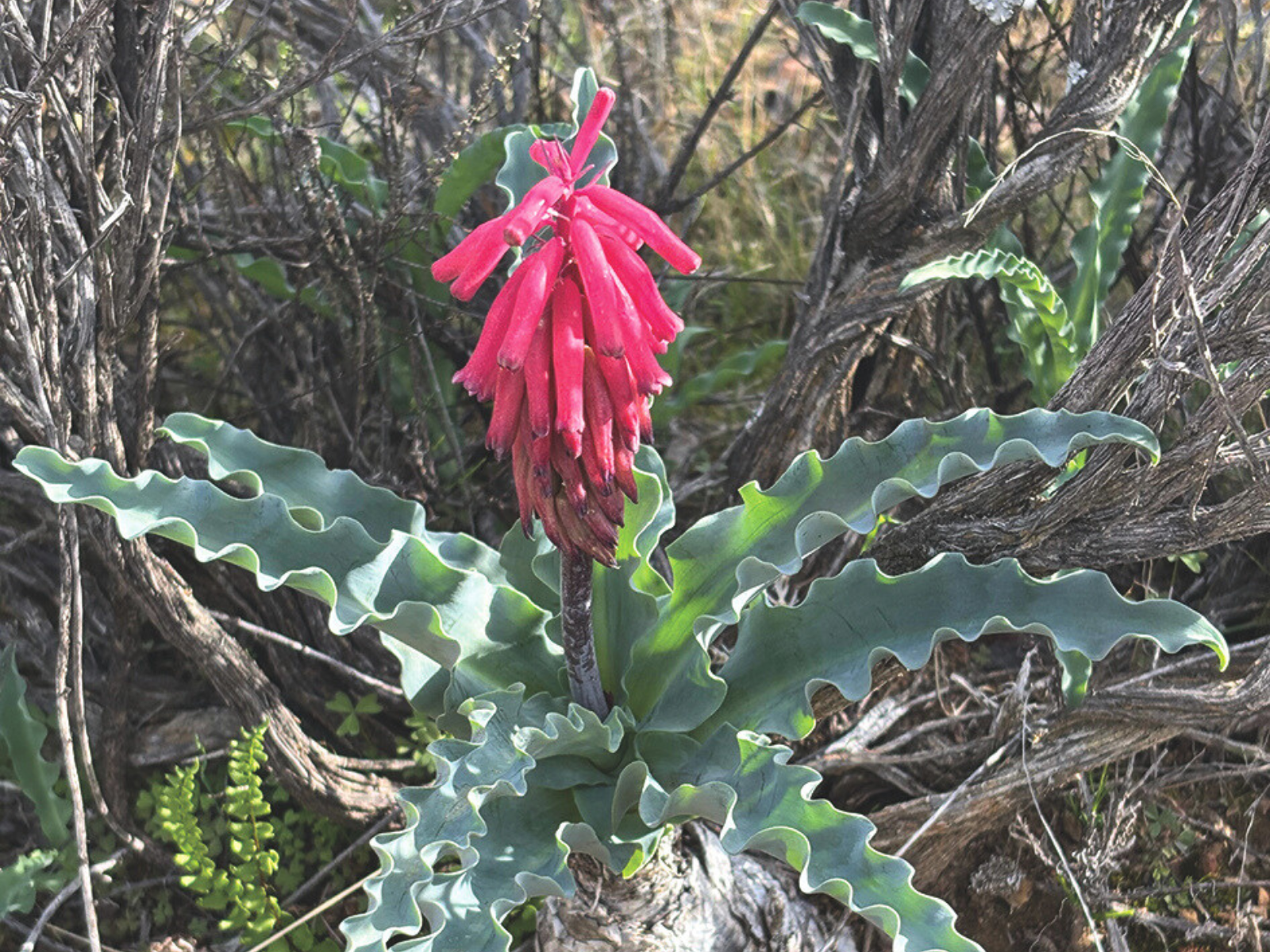 Protecting biodiversity at the Karreebosch Wind Farm facility